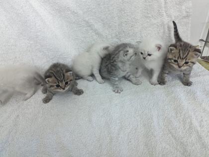 Sechs süße BKH Kitten geb. 06. 05. 23 suchen ab Ende Juli ein neues Zuhause