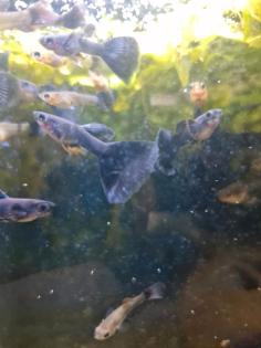 Guppy, Fächerschwanz. schwarz blau