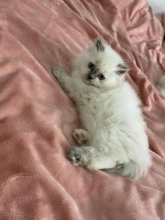 Perser Kitten