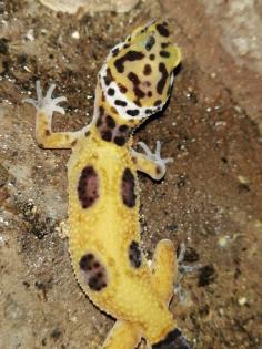 Leopardgeckos, 1 Männlein, 2 Weiblein sowie 1 weibliches Jungtier