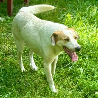 Simba / Status sucht ein Zuhause