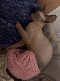 Sphynx Sphinx Katze Katzendame