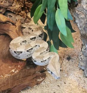 Boa c. imperator