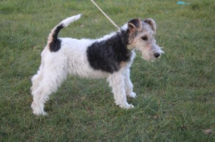 Drahthaar Foxterrier Welpen.
