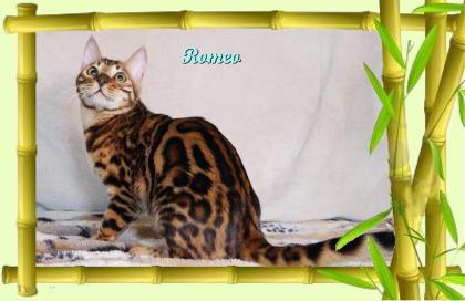 Exklusiver und pfiffiger Bengal Kater, Donat Rosetten, Eyecatcher, unkastriert