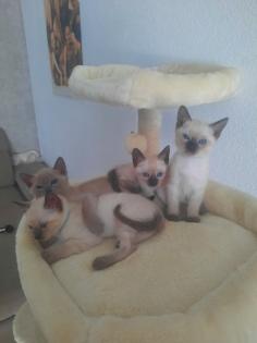 Tonkanesekitten Burma, Siam