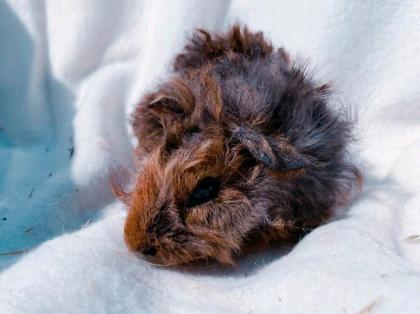 Verkaufe Meerschweine