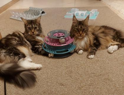 Maine-Coon-Katzen zu verkaufen