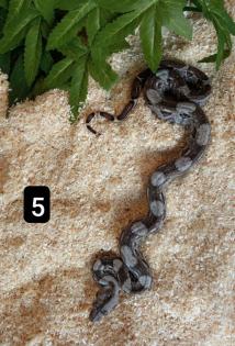 Cay Caulker Boa Belize Nachzuchten
