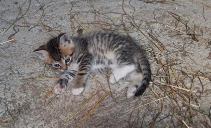 Kitten / Katzenbabys