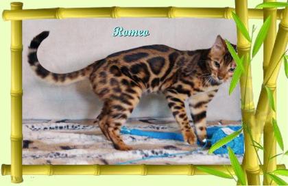Exklusiver und pfiffiger Bengal Kater, Donat Rosetten, Eyecatcher, unkastriert