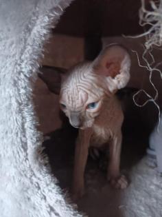 Sphynk Kitten
