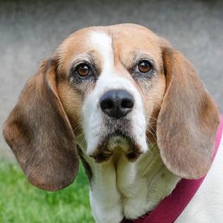 BIBBI - weiblich 9 Jahre 43 cm 25 kg Beagle Gechipt Nicht kastriert