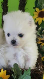 Zuckersüße echte Pomeranian Welpen Teddy Typ