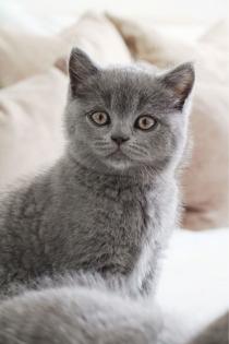 Wunderschöne BKH Kitten in der Farbe Blue Lilac