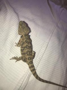 Bartagame Jungtiere abzugeben