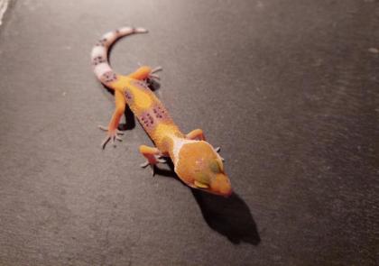 Leopardgecko Zucht