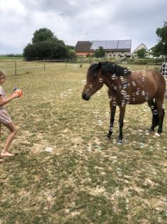 Reitpony Mix Wallach, 3 jährig, 1, 45 m, Freizeit, Western, Dressur