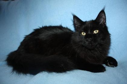 2 Typvolle Maine Coon Kater suchen