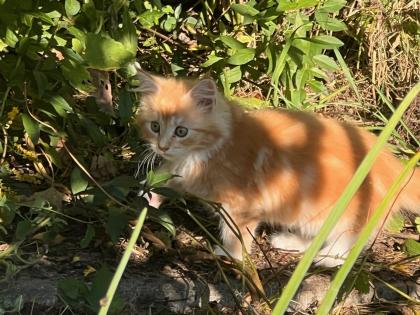 Main Coon 14 Wochen