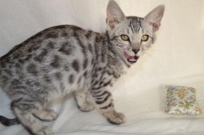Bengalkitten - Silberwurf - black silver spotted bengal reinrassig