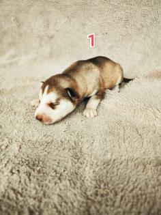 Sibirian Husky Welpen