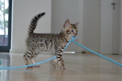 Bengalkitten mit Stammbaum