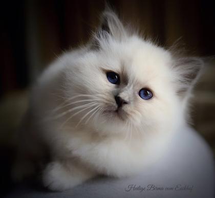 Heilige Birma Kitten mit Stammbaum
