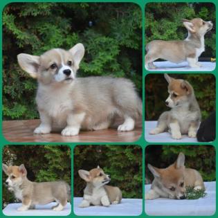 Welsh Corgi Pembroke