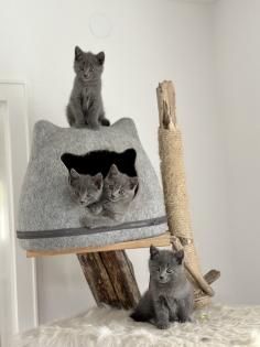 Chartreux / Kartäuser Kätzchen