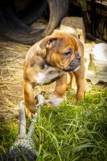 Old english Bulldogg Welpen