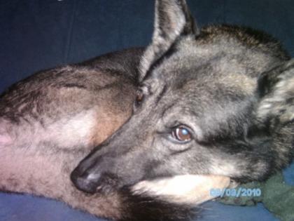 DRINGEND Schäferhund-Huskay-Mix zuverkaufen