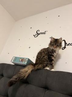 Reinrassige Norwegische Waldkatze