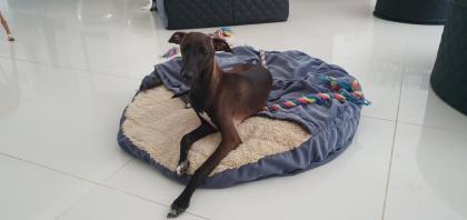Italienische Windspiele . Italian Greyhound