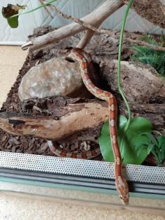 Kornnatter mit Terrarium abzugeben
