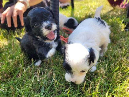 Bolonka/ Chinese crested Mixwelpen