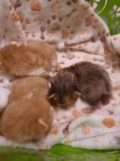 Maine Coon Kitten ab der 12 Woche