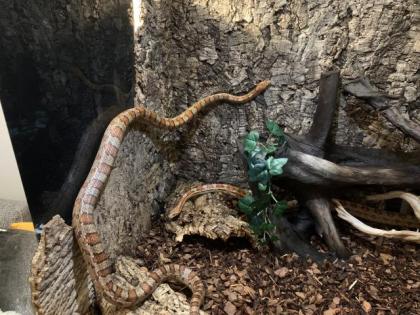 Terrarium mit 2 männlichen adulten Kornnattern zu VERSCHENKEN