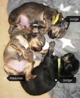 Chihuahua Welpen reinrassig, Lang Haar, typvoll