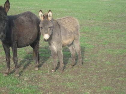 Esel Zwergesel und Grossesel