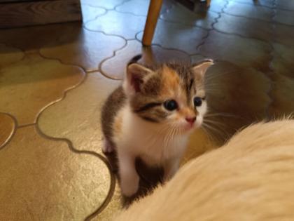 Katzenbabys abzugeben