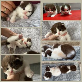 Süße BKH BLH Kitten mit Stammbaum