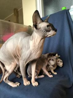 Sphynx Kätzchen