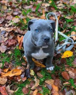 Amstaff Welpen