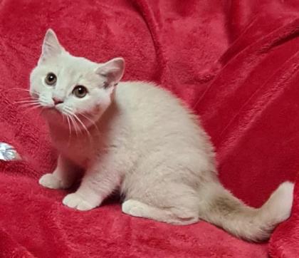 BKH Mädchen in creme und Black-Tortie