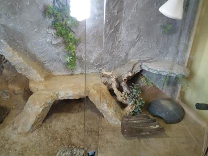 Terrarium mit Schmetterlingsagame Leiolepis belliana und Zubehör