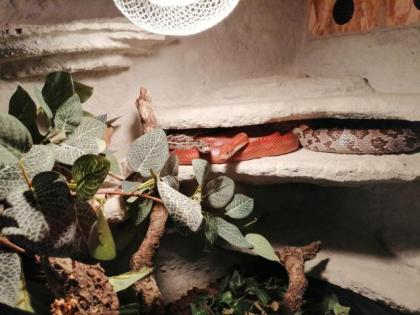 0, 2 Kornnattern mit Terrarium, adult