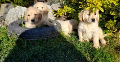 Golden Retriever Welpen abzugeben