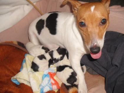 Jack Russell Welpen