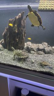 3 Wasserschildkröten, Aquarium, Technik und Zubehör